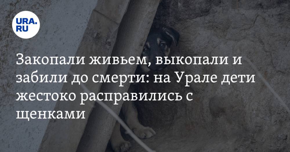 Закопали живьем, выкопали и забили до смерти: на Урале дети жестоко расправились с щенками