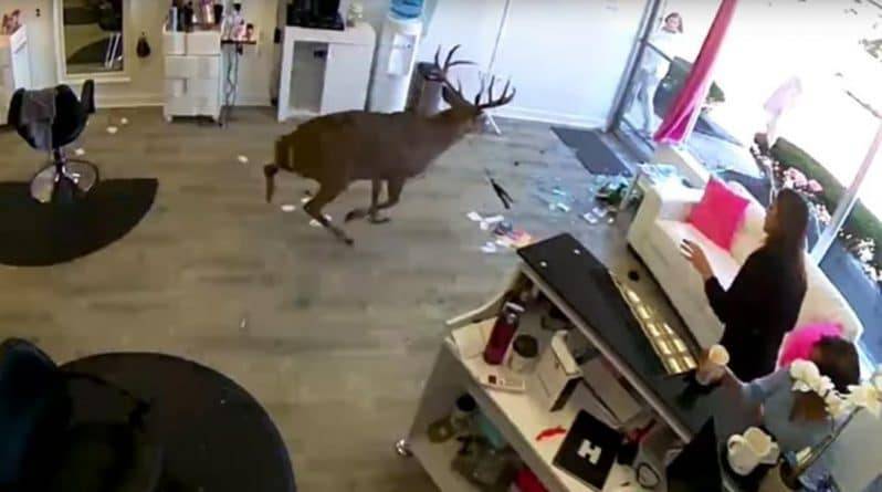 В Нью-Йорке олень ворвался в парикмахерскую через окно и сбежал, прихватив утюжок для волос (видео)