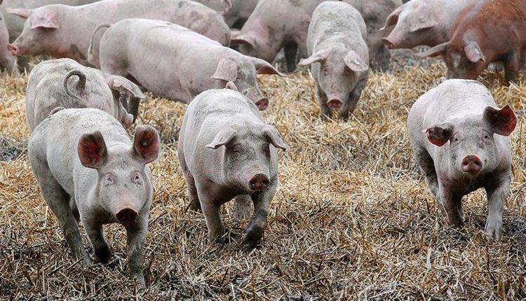 Ученые обнаружили у свиней способность использовать инструменты