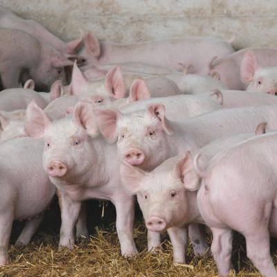 В Китае начали выращивать свиней-гигантов