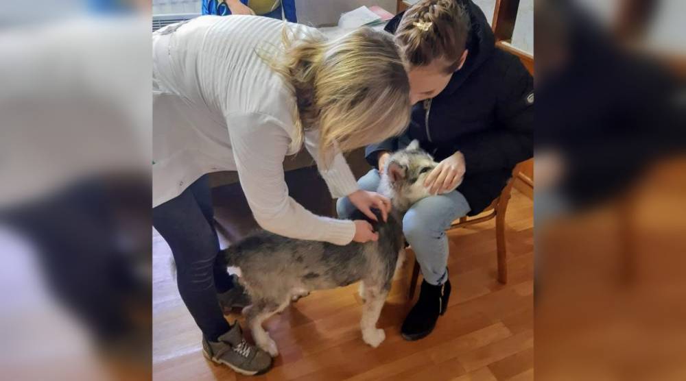 В Гдове можно будет бесплатно вакцинировать домашних животных