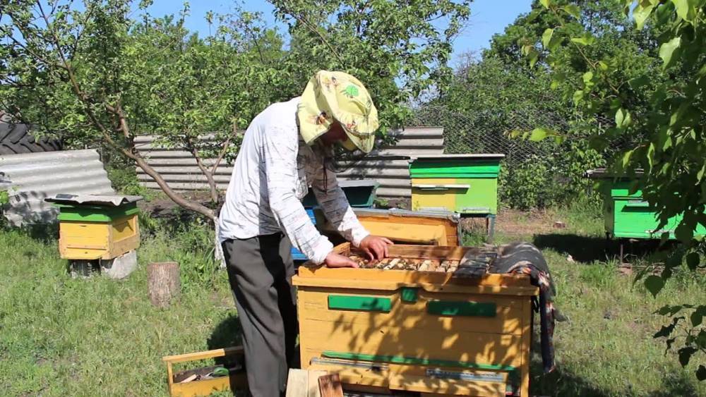 В Тульской области нашли виновных в массовой гибели пчел
