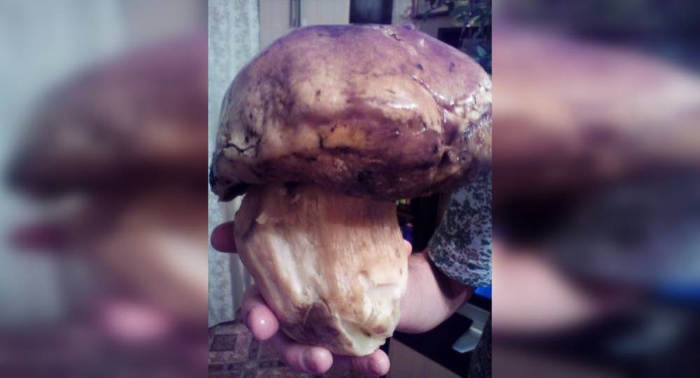 Гигантский белый гриб нашли в выборгском лесу Ленобласти