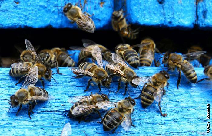 Виновных в массовой гибели пчел нашли в Тульской области