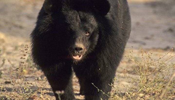 Трагедия в Забайкалье: медведь загрыз женщину