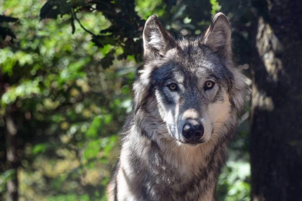В Карелии объявлена охота на покусавшего ребенка волка