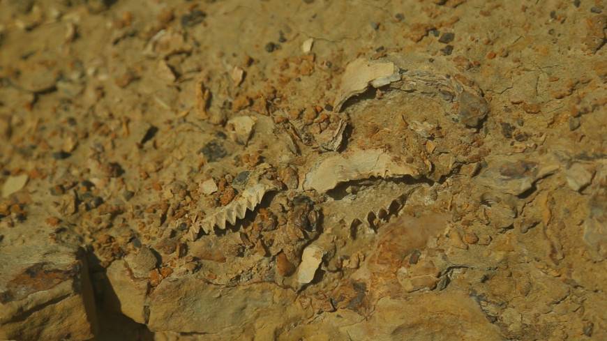 В горах Африки впервые нашли скелет древней акулы