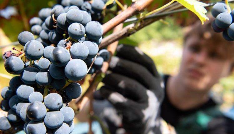 Ученые рассказали о полезных свойствах винограда