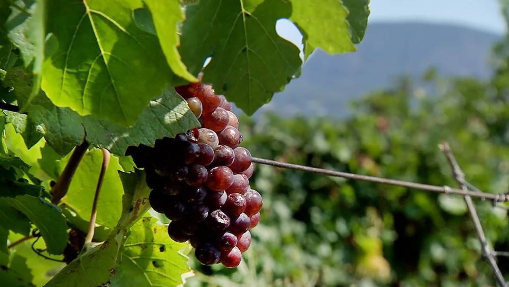 Высаженные после воссоединения Крыма с Россией виноградники дали плоды