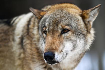 Волки напали на российское село и покусали местных жителей