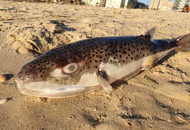 В Бат-Ям приплыли рыбы-шары: смертельная опасность на пляже