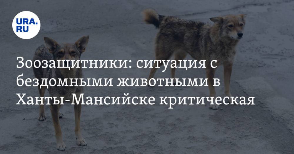 Зоозащитники: ситуация с бездомными животными в Ханты-Мансийске критическая