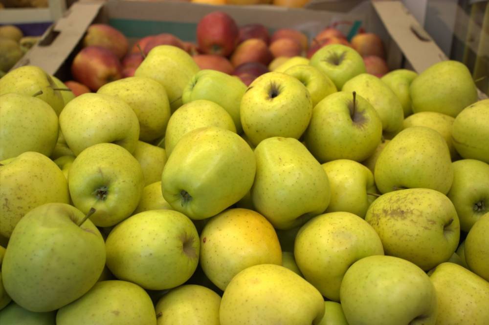 Петербургские садоводы передадут тонну яблок детям-инвалидам