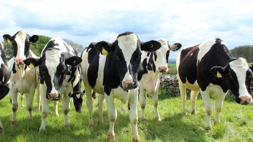 В Усинске местный депутат ответит в суде за продажу муниципальных коров