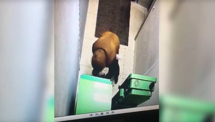 Вскрывал банкомат и подорвался: неудавшееся ограбление в Череповце попало на видео