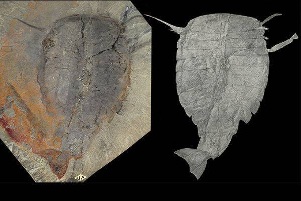 Китайские ученые нашли редкие окаменелости времен «кембрийского взрыва»