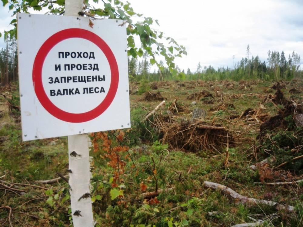 В Суоярвском районе при валке леса погиб 37-летний рабочий