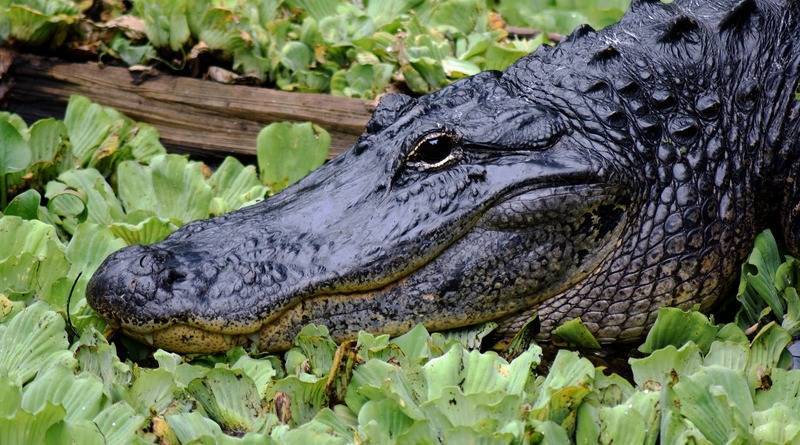 Житель Флориды поймал аллигатора голыми руками, а его друг спаивал животное пивом