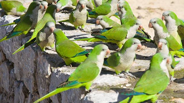 Власти Мадрида начнут охоту на шумных попугаев