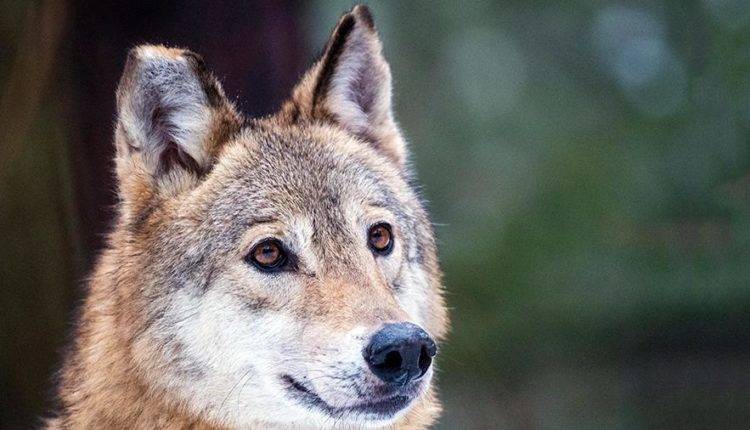 Четыре человека пострадали на Ставрополье при нападениях волка