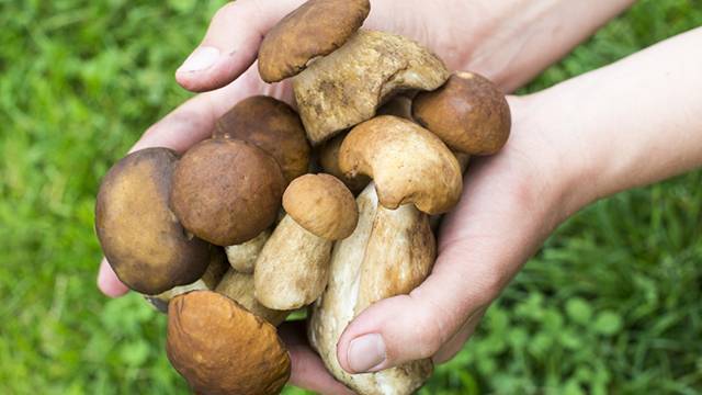 Ученые заявили, что грибы снижают риск возникновения рака