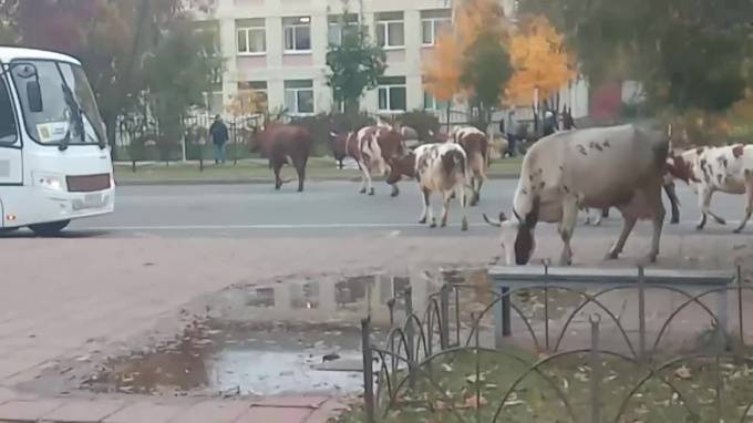 Видео: в Тихвине коровы вышли на прогулку по городу