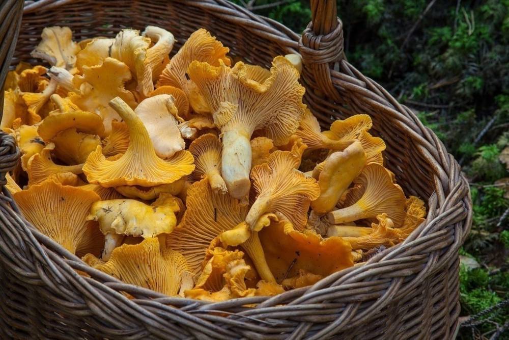 Ученые рассказали о влиянии грибов на развитии рака