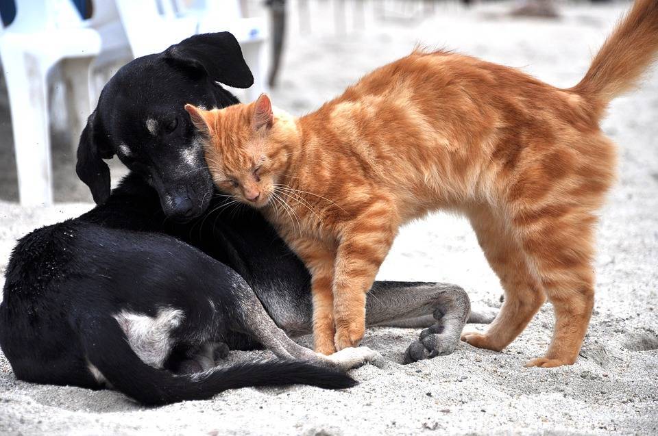Депутат предложил ввести в Петербурге нагрудный знак «За сострадание к животным»