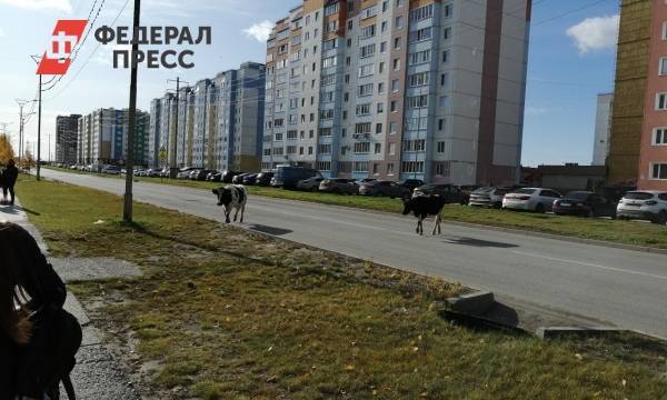 Жителей Нефтеюганска снова напугали коровы на дороге