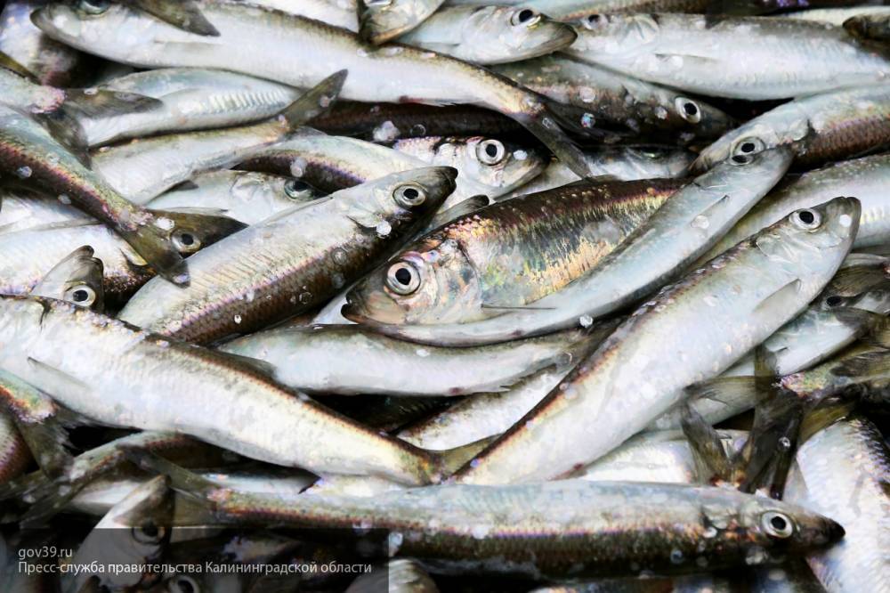 Роскачество рассказало, как не купить некачественную рыбную продукцию