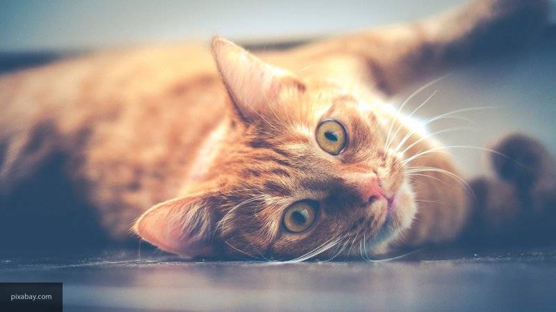 Видео спасения котенка из-под колес автомобиля появилось в Сети