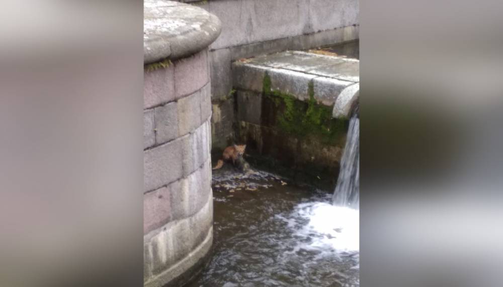 В Петергофе мужчина вытащил из воды свалившуюся в фонтан лису