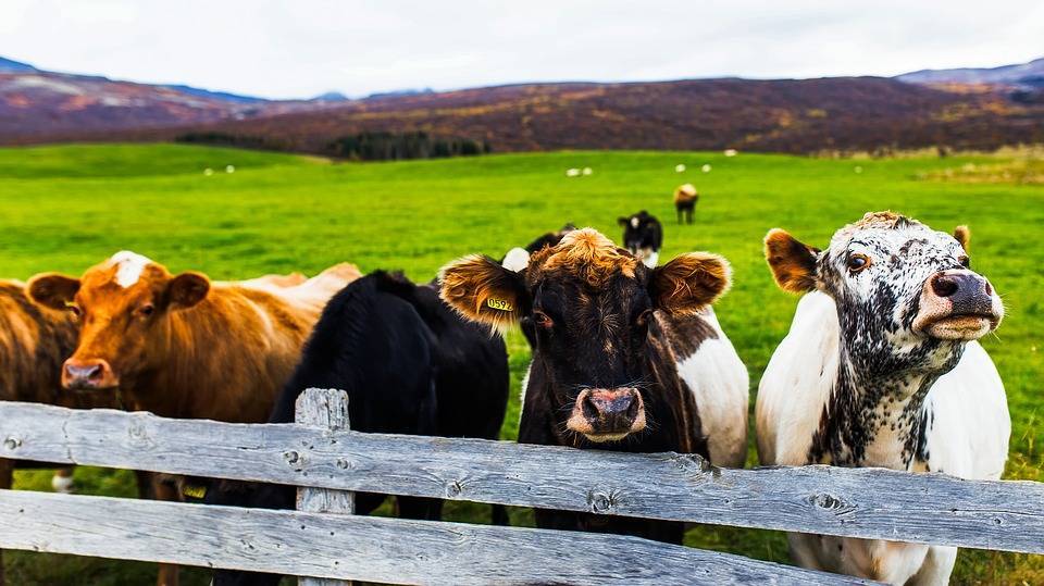 Коровы, выкрашенные под зебру, сэкономят фермерам США 2,2 млн долларов - Cursorinfo: главные новости Израиля