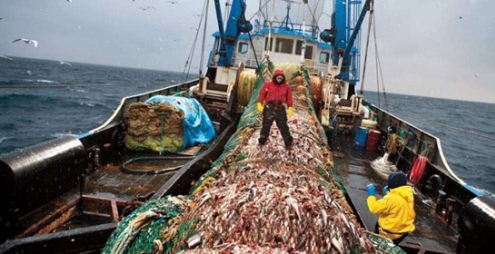 В Северном бассейне рыбы выловили на 18 % меньше, чем в 2018 году