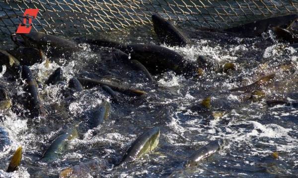 В Нижегородской области собрали 492,3 тонны «рыбного урожая»