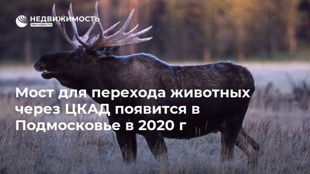 Мост для перехода животных через ЦКАД появится в Подмосковье в 2020 г