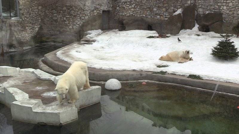 Депутат-эколог из Красноярска заявил, что белые медведи боятся пингвинов