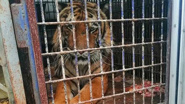 Один из 10 брошенных на границе с Белоруссией тигров умер
