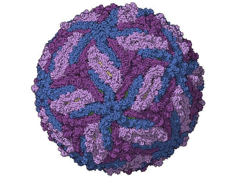 Направленный против ВИЧ препарат оказался эффективен и в борьбе с вирусом Зика