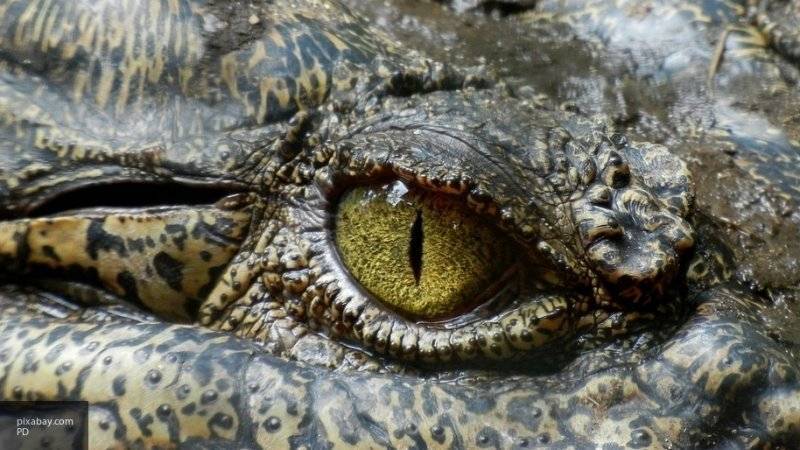 Школьница вступила в схватку с крокодилом, схватившим ее подругу