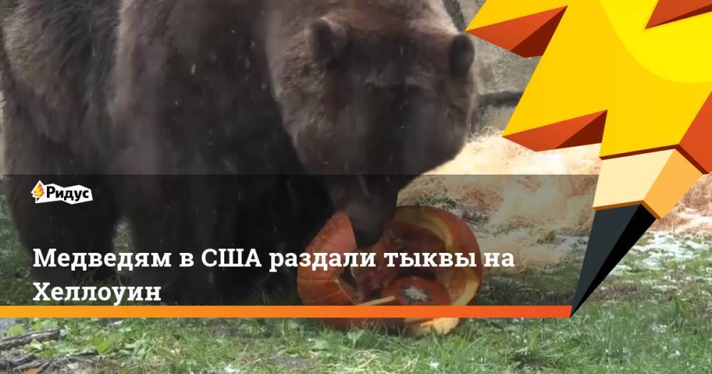Медведям в США раздали тыквы на Хеллоуин