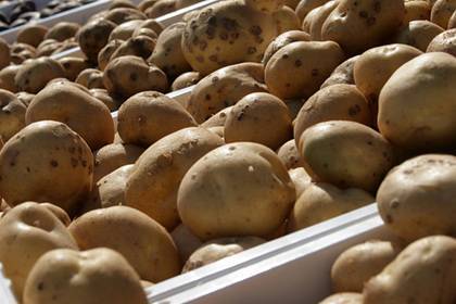 Рекордный урожай картофеля собрали в Подмосковье