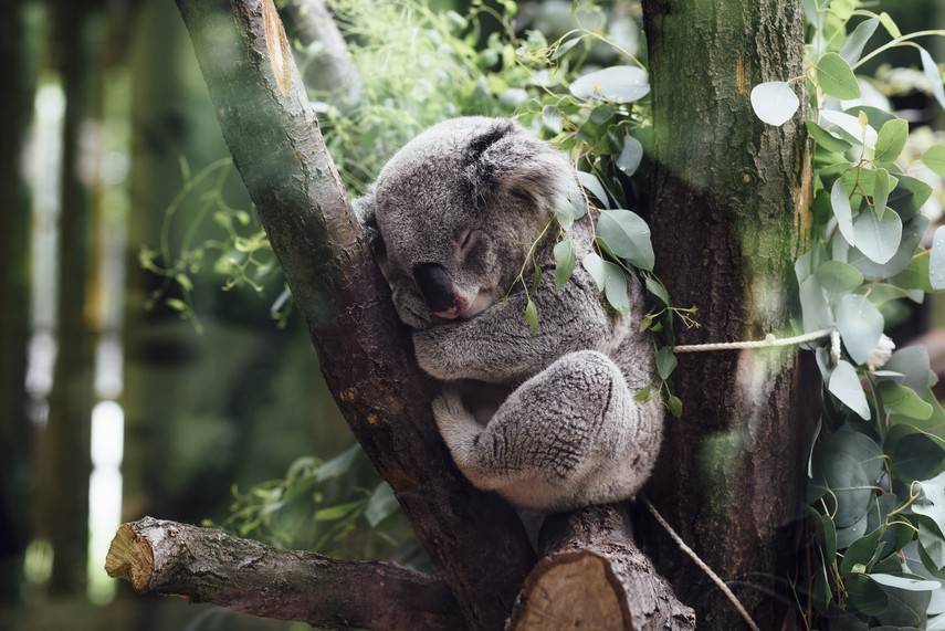 В Австралии - национальная трагедия: погибли сотни коал