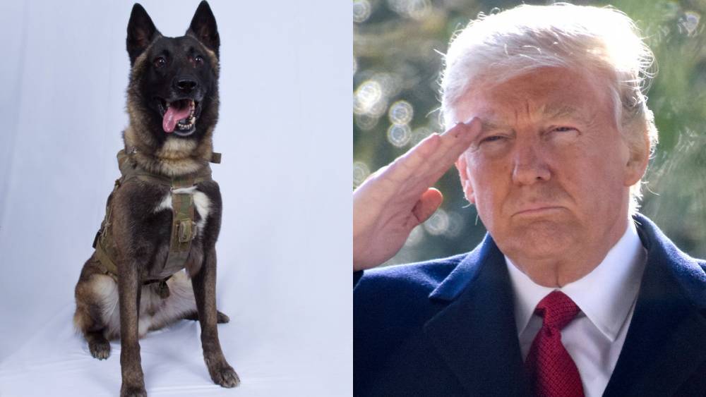 Соцсети высмеяли награжденного за фейковую «ликвидацию» аль-Багдади пса-героя США