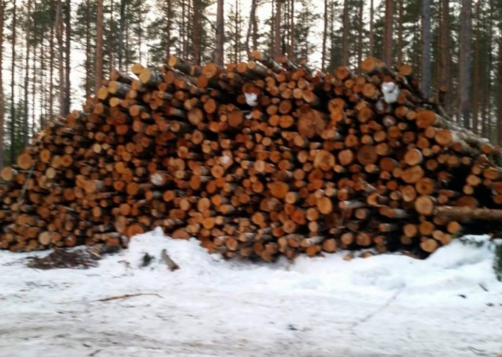 Сотрудник фирмы в Карелии осужден за подделку документов на незаконную рубку леса