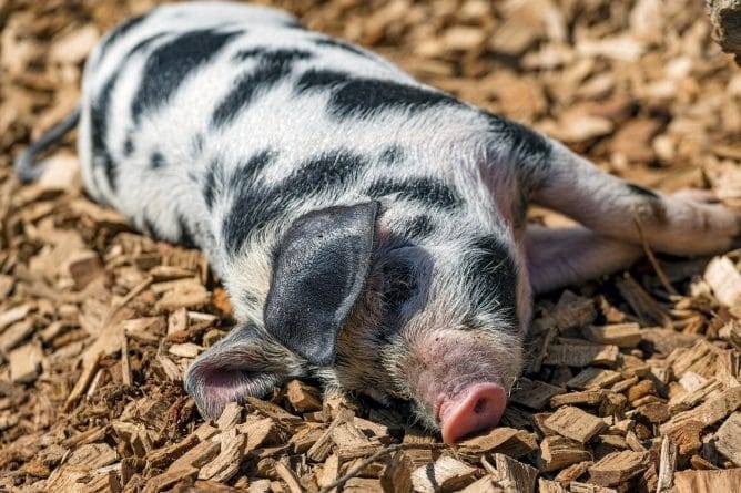 Живые поросята вместо манекенов: в соцсетях возмущены тем, что в Китае используют для краш-тестов свиней, которые впоследствии погибают