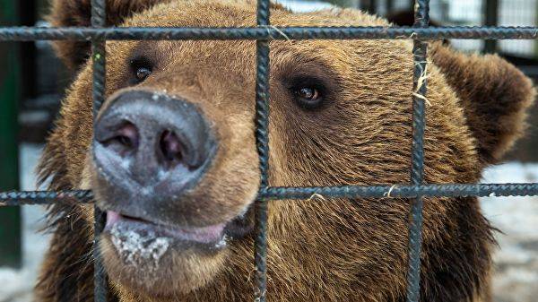 Эксперты оценили объем интернет-рынка диких животных в России
