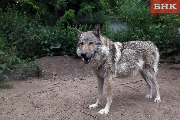 Койгородский поселок атакуют хитрые волки