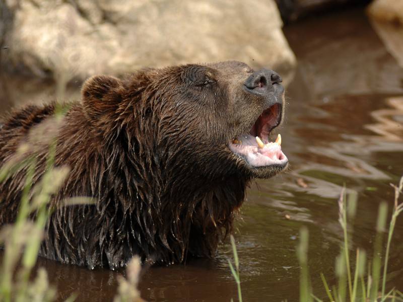 Люди будут соревноваться с медведями в новой программе канала Discovery