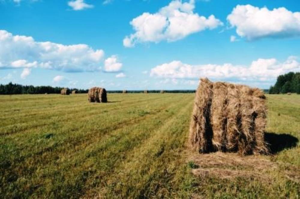 На развитие сельского хозяйства в Коми за три года потратят 5 млрд рублей
